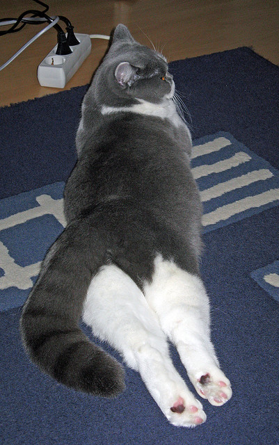 kaiyun sports-_老鹰快攻快节奏,比赛精彩纷呈_,老鹰进攻图解