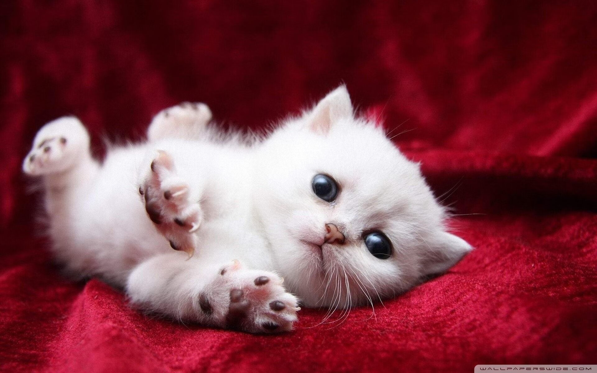 开云体育手机版-_舞动青春:国际舞蹈运动展现激情与力量_,舞动青春中国舞