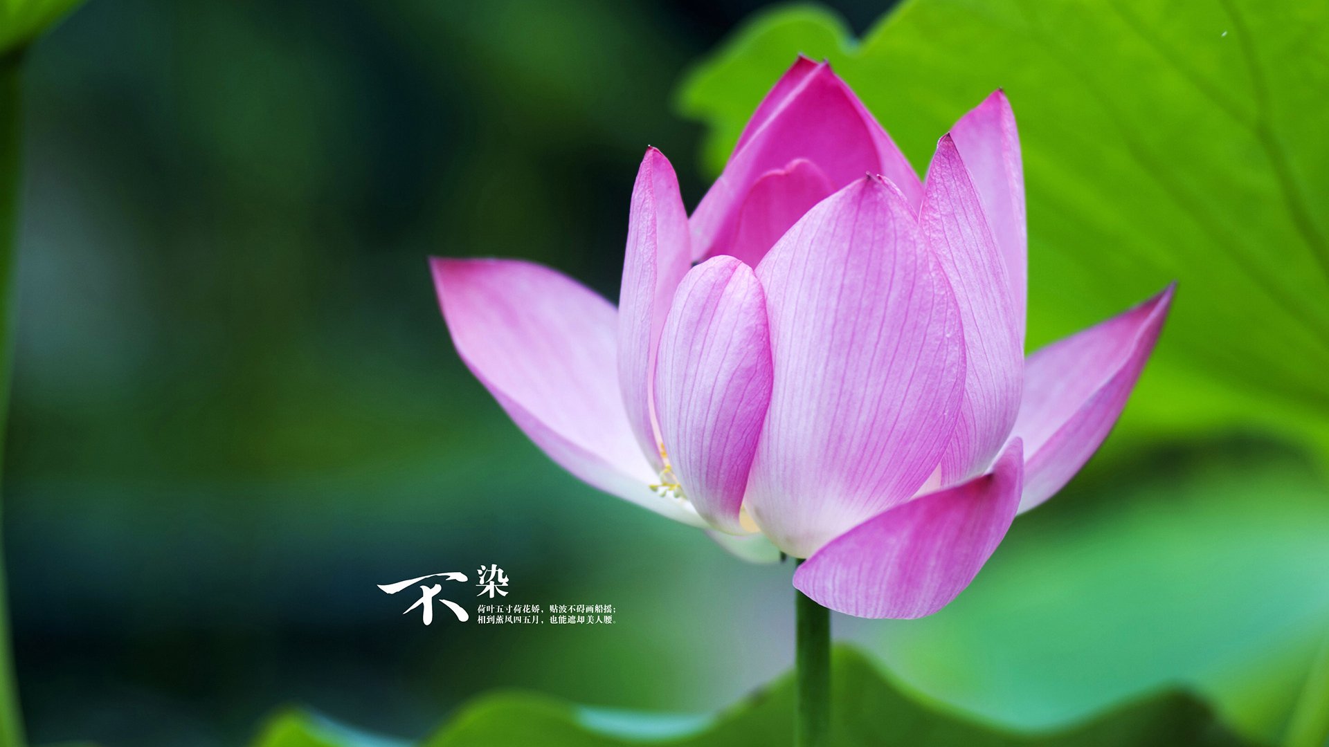 kaiyun-《电竞赛事志愿者：成为比赛背后的英雄》，电竞比赛内容是什么