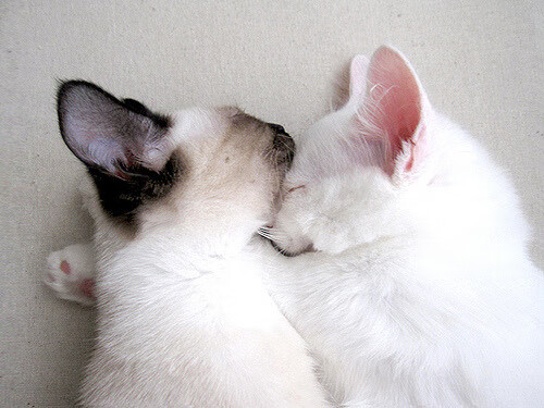 开云平台-哥伦比亚女足在巴黎奥运会比赛中表现出色,赢得金牌,哥伦比亚 国足