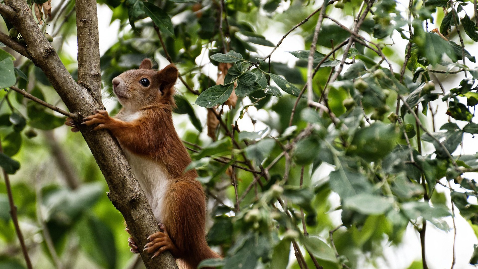 开云娱乐app安全登录-国足攻防转换速度可视化模型，足球转移进攻战术