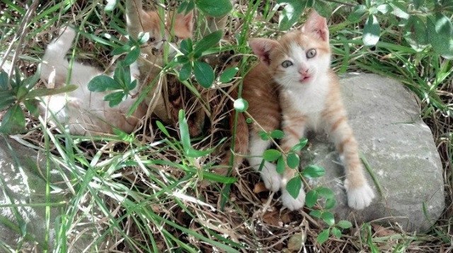 kaiyun xiazai-加拿大队在国际乒联混合团体世界杯的精彩表现回顾,加拿大乒乓球队员名单